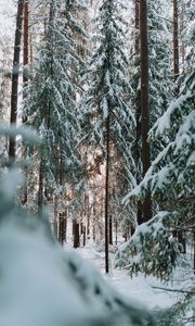 Preview wallpaper forest, winter, snow, trees, conifer