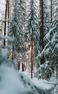 Preview wallpaper forest, winter, snow, trees, conifer