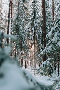 Preview wallpaper forest, winter, snow, trees, conifer