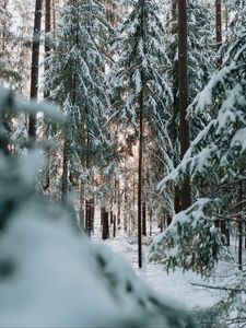 Preview wallpaper forest, winter, snow, trees, conifer