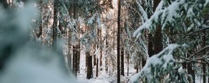 Preview wallpaper forest, winter, snow, trees, conifer