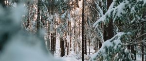 Preview wallpaper forest, winter, snow, trees, conifer