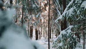 Preview wallpaper forest, winter, snow, trees, conifer