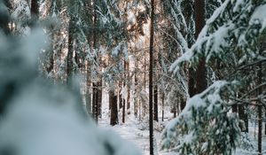 Preview wallpaper forest, winter, snow, trees, conifer