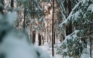 Preview wallpaper forest, winter, snow, trees, conifer