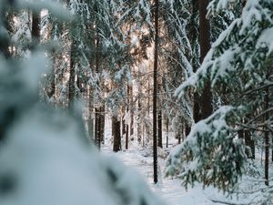 Preview wallpaper forest, winter, snow, trees, conifer