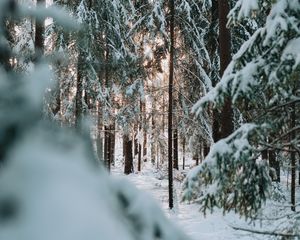 Preview wallpaper forest, winter, snow, trees, conifer