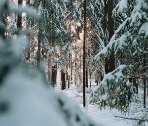 Preview wallpaper forest, winter, snow, trees, conifer