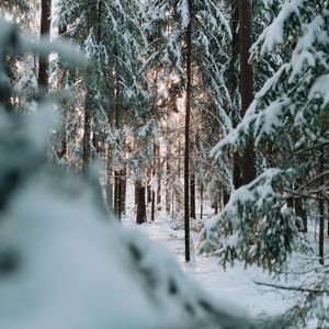 Preview wallpaper forest, winter, snow, trees, conifer