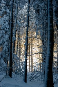 Preview wallpaper forest, winter, snow, trees, nature