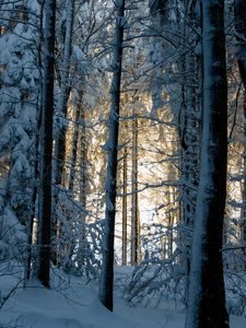 Preview wallpaper forest, winter, snow, trees, nature