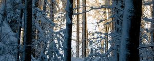 Preview wallpaper forest, winter, snow, trees, nature