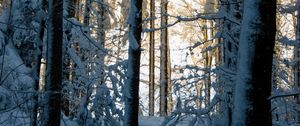 Preview wallpaper forest, winter, snow, trees, nature