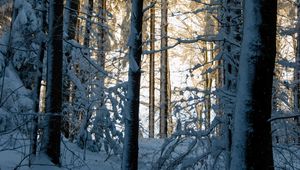 Preview wallpaper forest, winter, snow, trees, nature