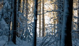 Preview wallpaper forest, winter, snow, trees, nature