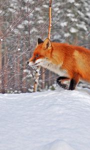 Preview wallpaper forest, winter, snow, fox