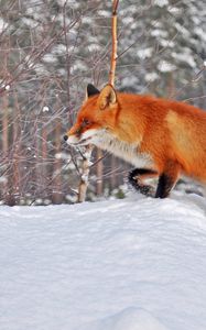 Preview wallpaper forest, winter, snow, fox