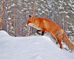 Preview wallpaper forest, winter, snow, fox