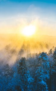 Preview wallpaper forest, winter, sun, snow, trees, landscape, nature