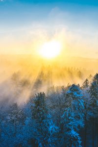 Preview wallpaper forest, winter, sun, snow, trees, landscape, nature