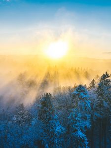 Preview wallpaper forest, winter, sun, snow, trees, landscape, nature
