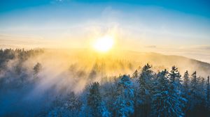 Preview wallpaper forest, winter, sun, snow, trees, landscape, nature