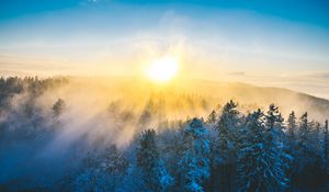 Preview wallpaper forest, winter, sun, snow, trees, landscape, nature