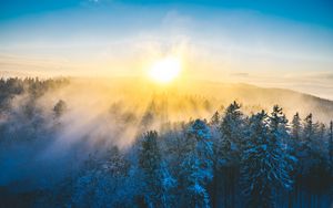 Preview wallpaper forest, winter, sun, snow, trees, landscape, nature