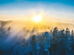 Preview wallpaper forest, winter, sun, snow, trees, landscape, nature