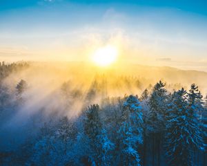 Preview wallpaper forest, winter, sun, snow, trees, landscape, nature