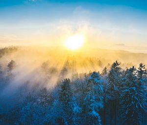 Preview wallpaper forest, winter, sun, snow, trees, landscape, nature