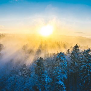 Preview wallpaper forest, winter, sun, snow, trees, landscape, nature