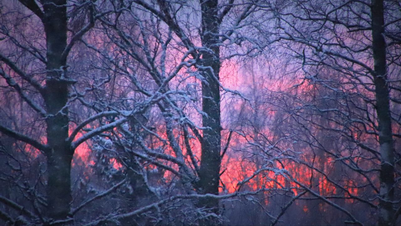Wallpaper forest, winter, sunset, trees, branches, snow