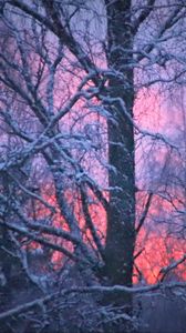 Preview wallpaper forest, winter, sunset, trees, branches, snow