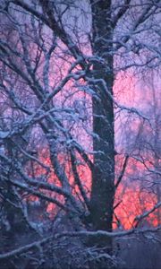 Preview wallpaper forest, winter, sunset, trees, branches, snow