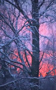 Preview wallpaper forest, winter, sunset, trees, branches, snow