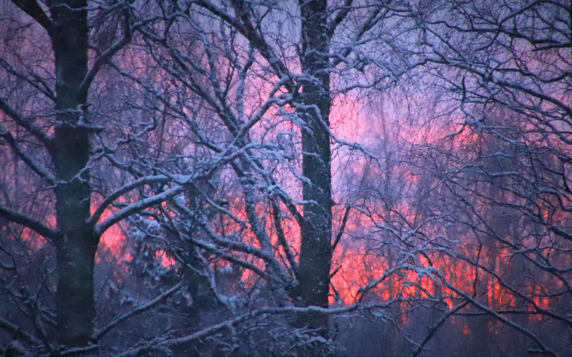 Download wallpaper 1920x1200 forest, winter, sunset, trees, branches ...