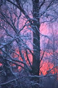Preview wallpaper forest, winter, sunset, trees, branches, snow