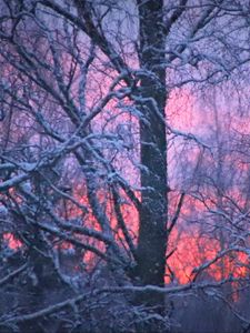 Preview wallpaper forest, winter, sunset, trees, branches, snow