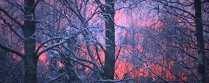 Preview wallpaper forest, winter, sunset, trees, branches, snow