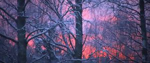 Preview wallpaper forest, winter, sunset, trees, branches, snow