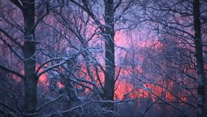 Preview wallpaper forest, winter, sunset, trees, branches, snow