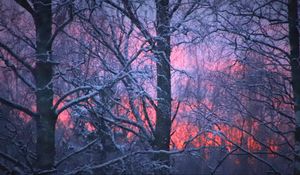 Preview wallpaper forest, winter, sunset, trees, branches, snow