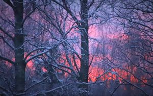 Preview wallpaper forest, winter, sunset, trees, branches, snow