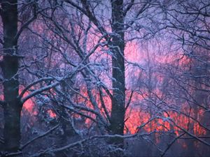 Preview wallpaper forest, winter, sunset, trees, branches, snow