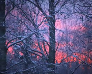 Preview wallpaper forest, winter, sunset, trees, branches, snow