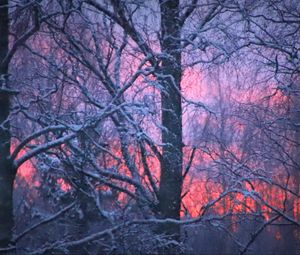 Preview wallpaper forest, winter, sunset, trees, branches, snow