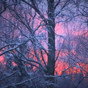 Preview wallpaper forest, winter, sunset, trees, branches, snow