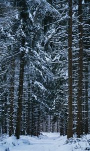 Preview wallpaper forest, winter, trees, snow