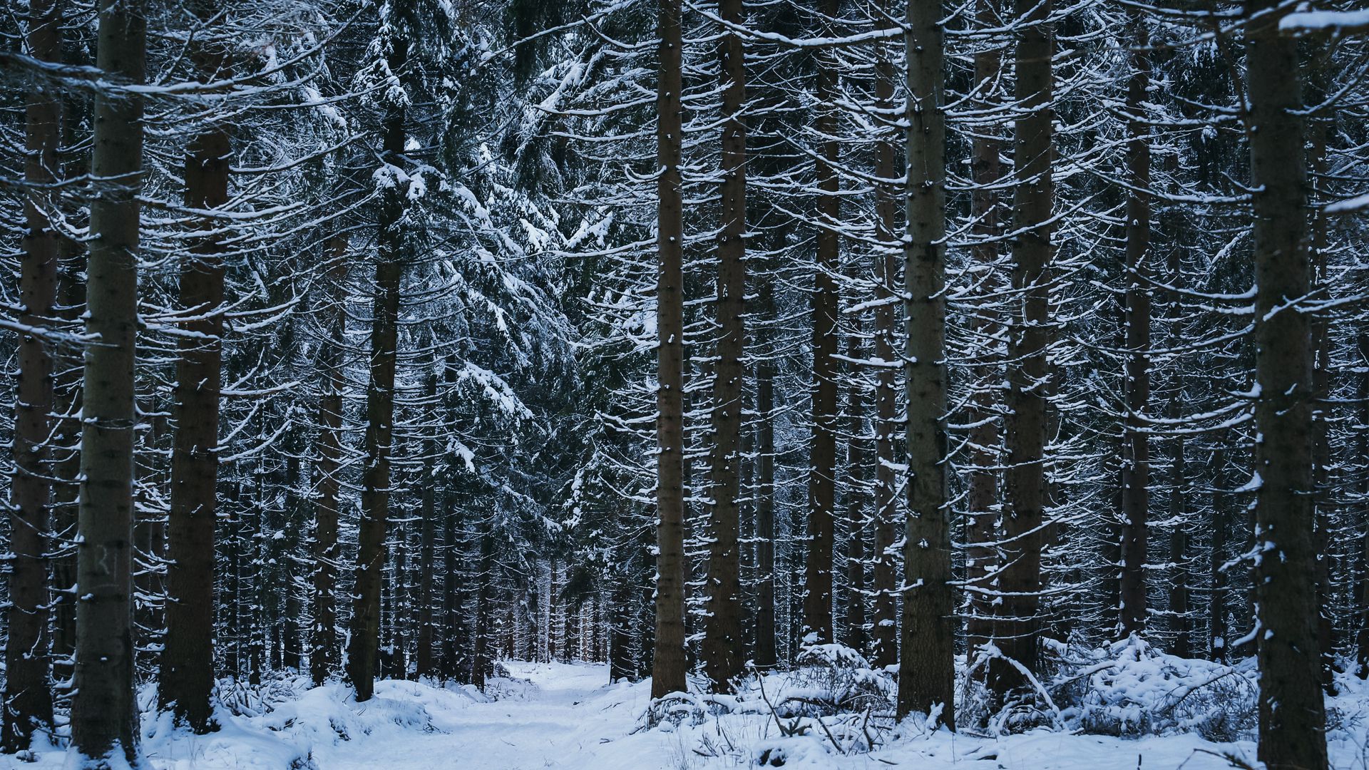 Download wallpaper 1920x1080 forest, winter, trees, snow full hd, hdtv ...